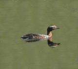 Horned Grebe