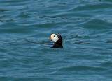 Horned Puffin