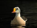 King Eider