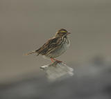 Savannah Sparrow