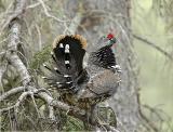 Spruce Grouse