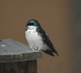 Tree Swallow