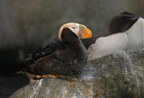 Tufted Puffin