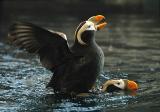 Tufted Puffins