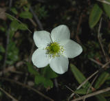 Coastal Strawberry