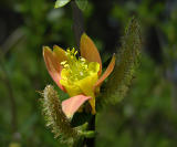 Red Columbine