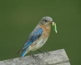 Eastern Bluebird with Caterpillar Prey