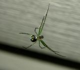 Venusta Orchard Spider