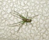 Venusta Orchard Spider