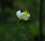 Small Meadow Beauty