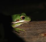 Green Tree Frog