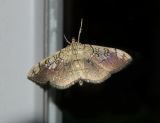 Basswood Leafroller Moth (5241)