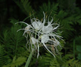 Lily, Northern Spider