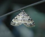 Powdered Bigwig Moth (7640)