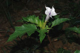 Thorn Apple (Jimsonweed)