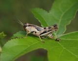 Melanoplus spp. Grasshopper