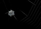 Crablike Spiny Orb Weaver