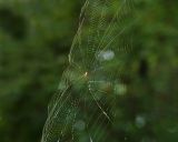Unidentified Spider Web