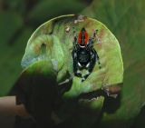 Brilliant Jumping Spider