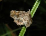 Decorated Owlet Moth (8490)