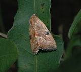 The Wedgeling Moth (9688)