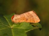 Spotted Datana Moth (7908)