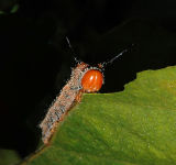 Spiny Oakworm Moth Caterpillar (7716)