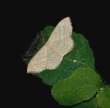 Large Lace-border Moth (7159)