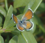 Western Pygmy Blue
