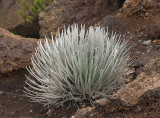 Haleakala Silversword