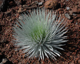 Haleakala Silversword