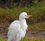 Maui Cattle Egrets