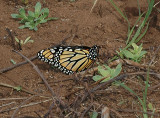 Monarch