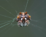 Asian Spiny-backed Spider
