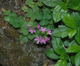 Wood Sorrel