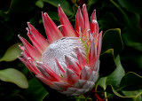 King Protea