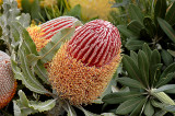 Raspberry Frost Banksia