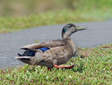 Mallard-Hawaiian Duck Hybrid