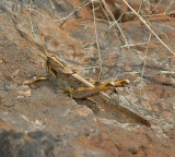 Vagrant Grasshopper