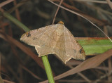 Bicolored Angle Moth