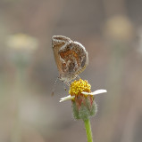 Smaller Lantana Butterfly