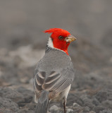 Maui Red-crested Cardinal
