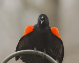 Breeding Male Showing Colors