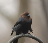 Brown-headed Cowbird