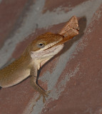Green Anole with Moth Prey
