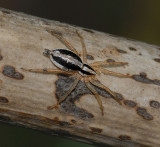 Stealthy Ground Spider