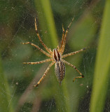 Funnel Web Spider