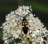 Flower Longhorn Beetle