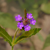 Verbena, Stiff