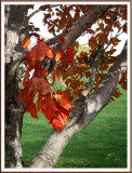 October 15 - Autumnal Tones